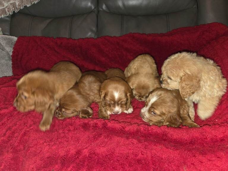 Cocka poo puppies - Image 4 of 5