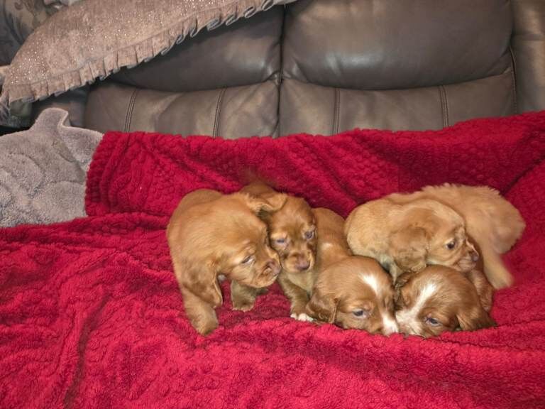 Cocka poo puppies - Image 5 of 5