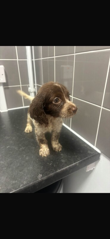 Cocka Poo Puppies For Sale - Image 2 of 4