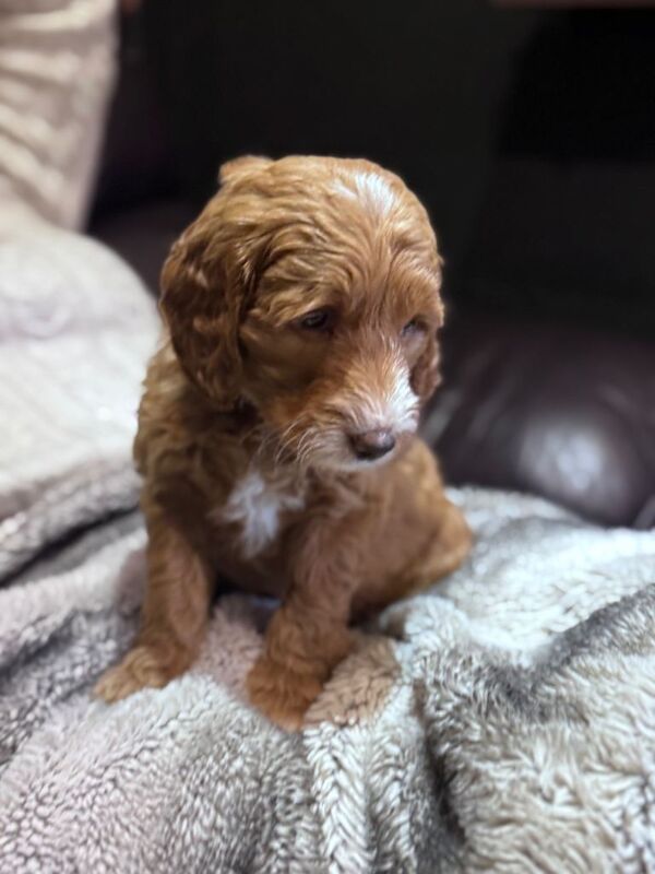 Cockadoodle Puppies