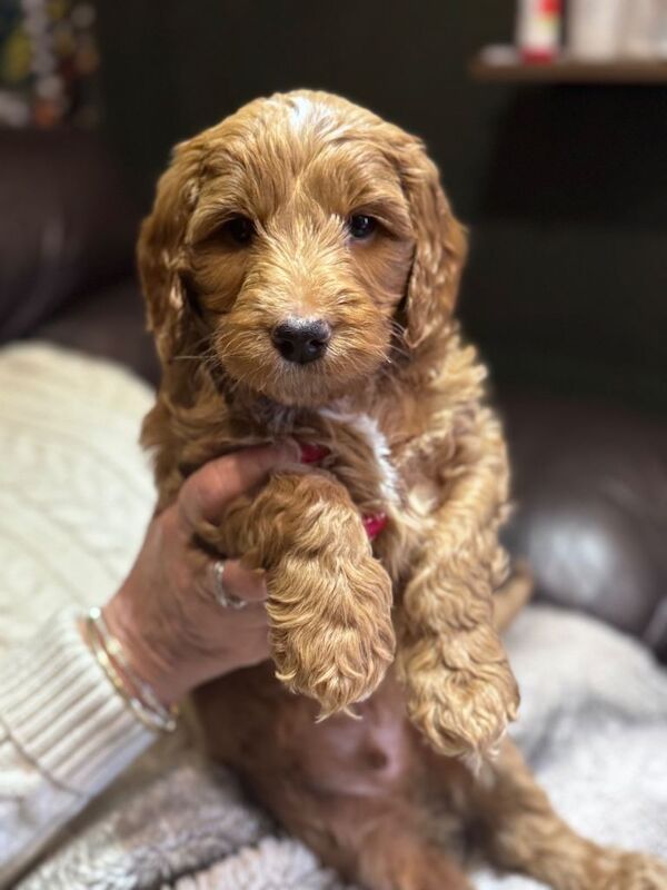 Cockadoodle Puppies - Image 2 of 4