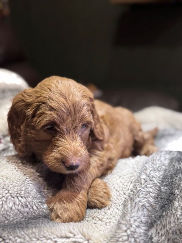 Cockadoodle Puppies - Image 3 of 4