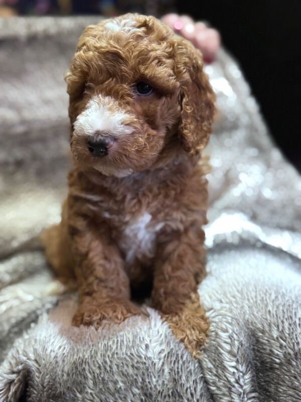 Cockadoodle Puppies - Image 4 of 4
