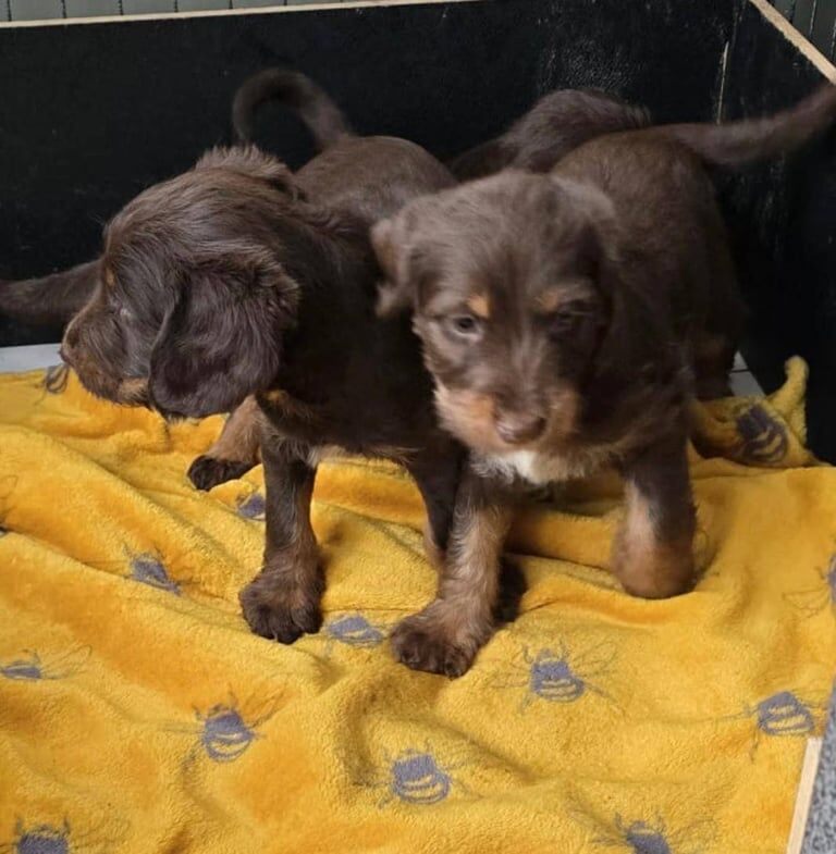 Cockapoo puppies for sale in Crook, Durham – 10 months old - Image 2 of 3