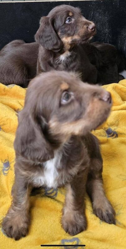 Cockapoo puppies for sale in Crook, Durham – 10 months old - Image 3 of 3