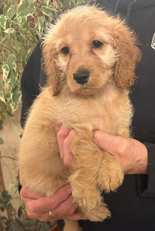 Miniature Cockapoo Puppies For Sale