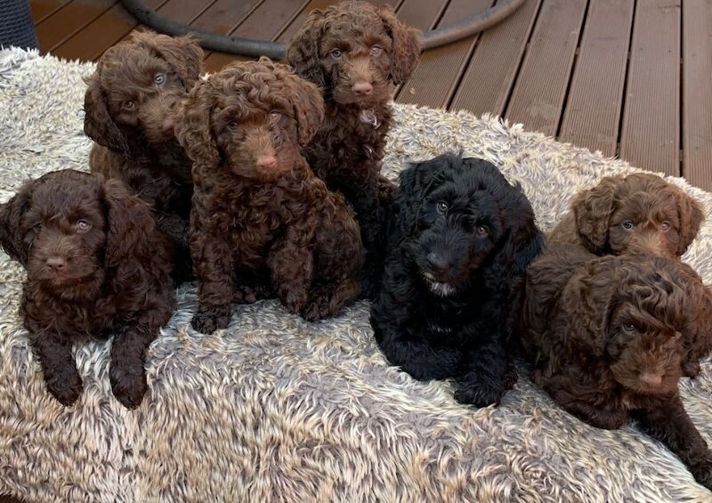 Cockapoo for sale in Littlehampton, West Sussex