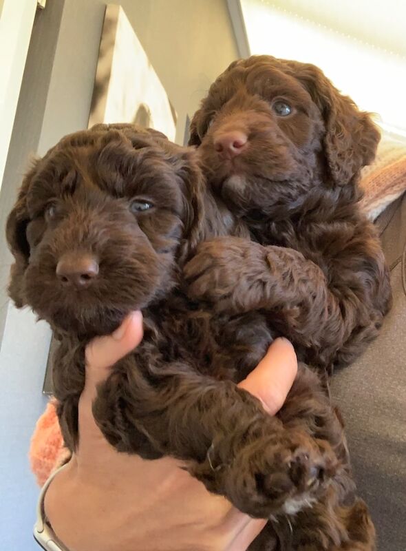 Cockapoo for sale in Littlehampton, West Sussex | Image 2
