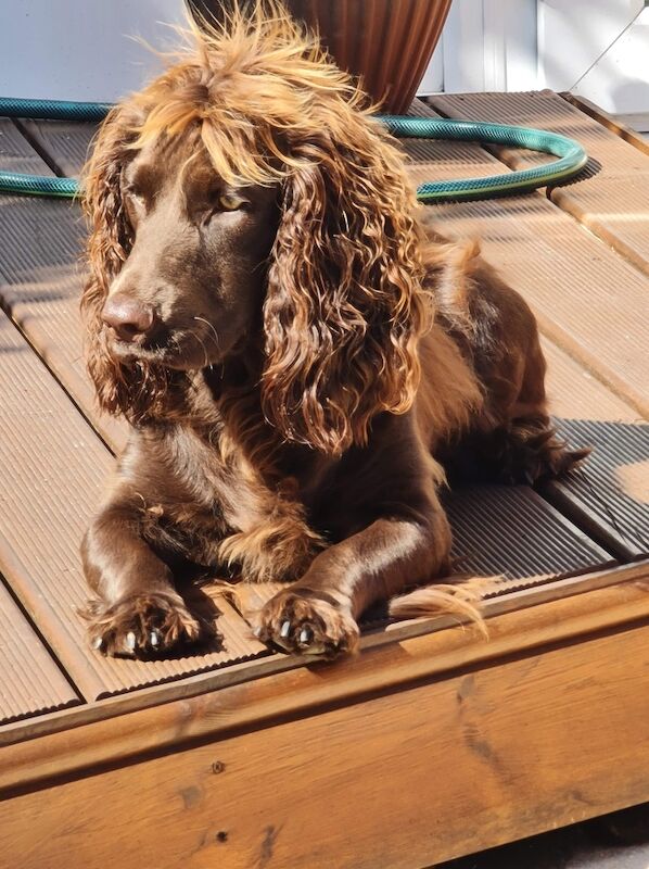 Cockapoo for sale in Littlehampton, West Sussex | Image 3