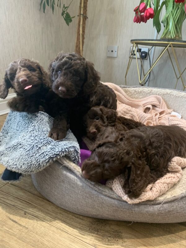 Cockapoo puppies for sale in Littlehampton, West Sussex – KC registered, 8 weeks old - Image 4 of 7