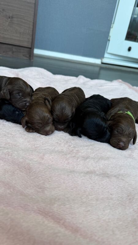 Cockapoo puppies for sale in Littlehampton, West Sussex – KC registered, 8 weeks old - Image 5 of 7