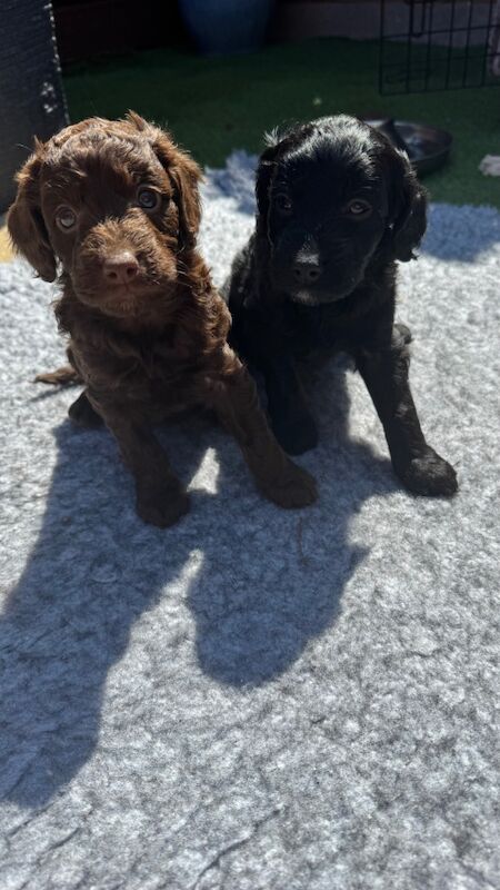 Cockapoo puppies for sale in Littlehampton, West Sussex – KC registered, 8 weeks old - Image 7 of 7