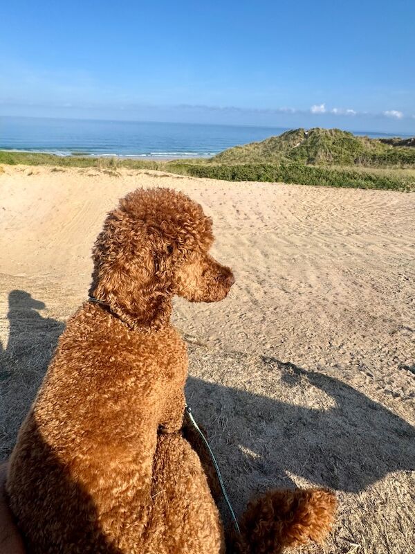 Cockapoo puppies for sale in Alsager, Cheshire – 1 year old