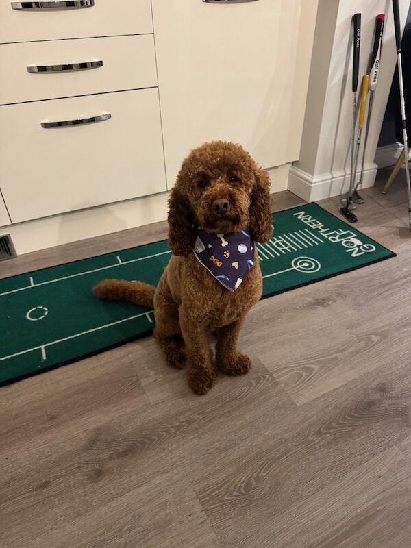 Cockapoo puppies for sale in Alsager, Cheshire – 1 year old - Image 3 of 8