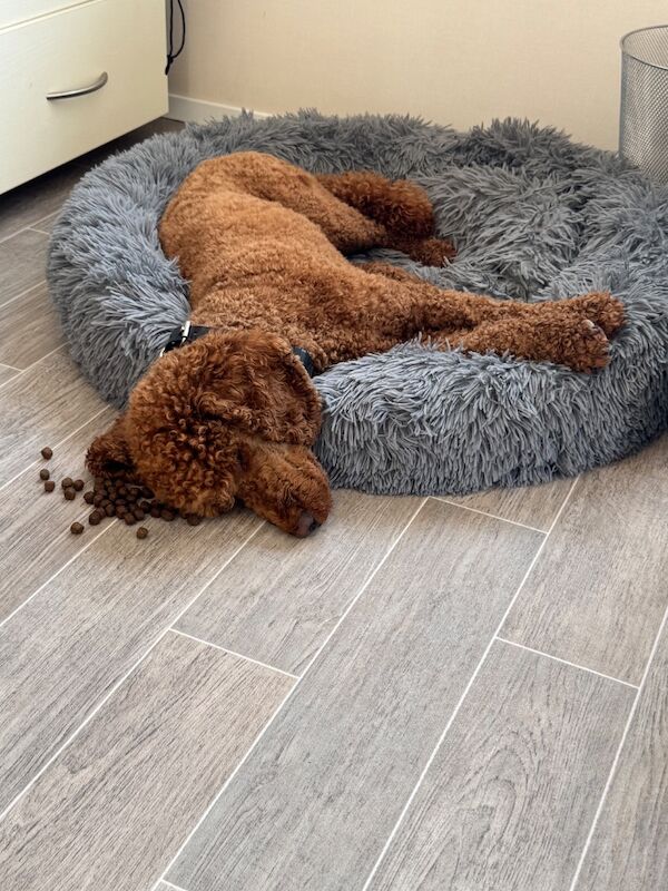Cockapoo puppies for sale in Alsager, Cheshire – 1 year old - Image 5 of 8