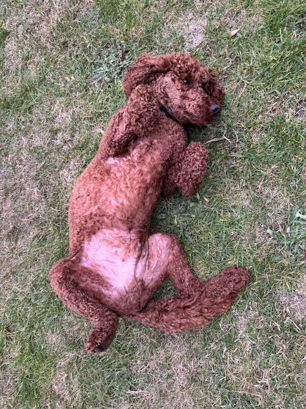 Cockapoo puppies for sale in Alsager, Cheshire – 1 year old - Image 6 of 8