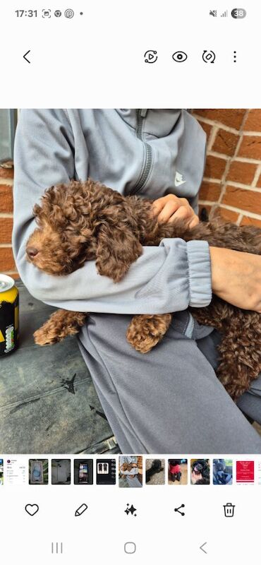 Cockapoo puppies for sale in Solihull, West Midlands – 3 months old