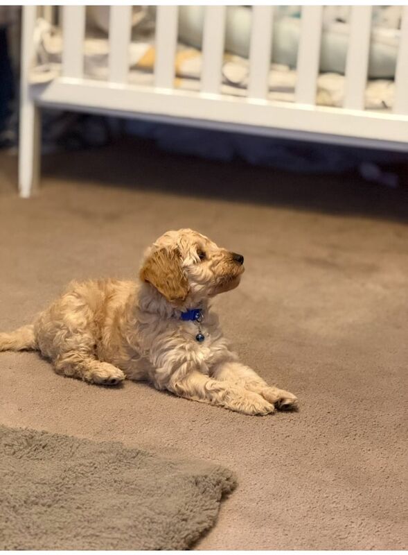 Cockapoo puppies for sale in Basingstoke, Hampshire – 11 weeks old