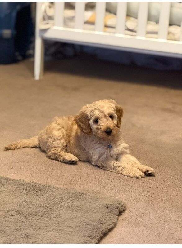 Cockapoo puppies for sale in Basingstoke, Hampshire – 11 weeks old - Image 2 of 3