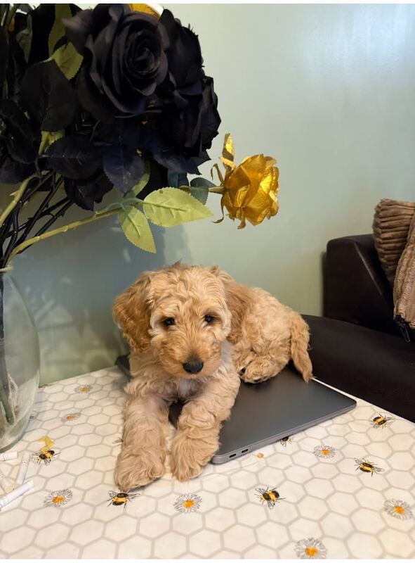 Cockapoo puppies for sale in Basingstoke, Hampshire – 11 weeks old - Image 3 of 3