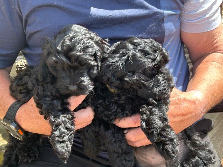 Cockapoo puppies for sale in Derby, Derbyshire – 9 weeks old