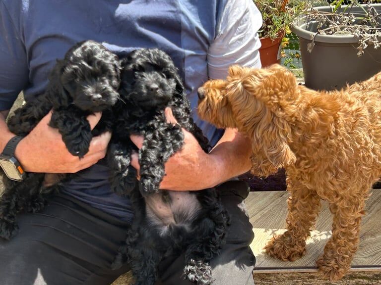 Cockapoo puppies for sale in Derby, Derbyshire – 9 weeks old - Image 2 of 3
