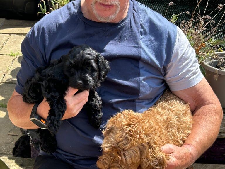 Cockapoo puppies for sale in Derby, Derbyshire – 9 weeks old - Image 3 of 3