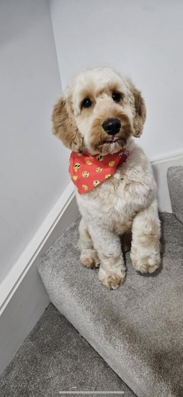 Cockapoo puppies for sale in Portglenone, County Antrim – 2 years old