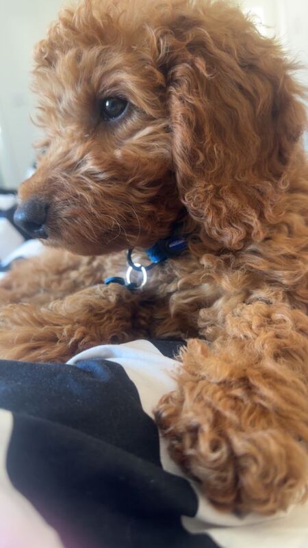 Cockapoo Puppies For Sale