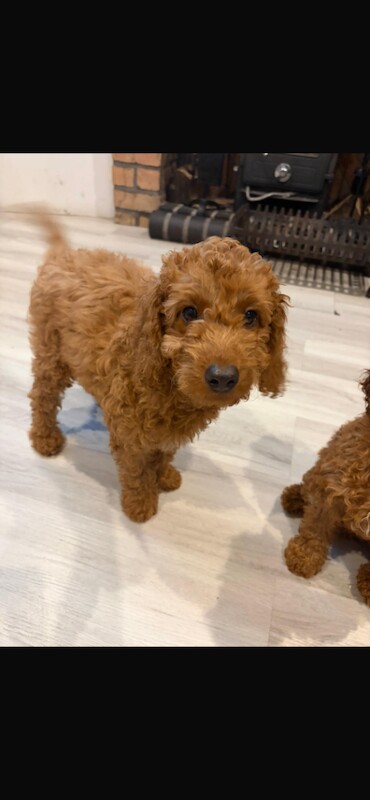 Cockapoo 3 and a half months boy - Image 2 of 3