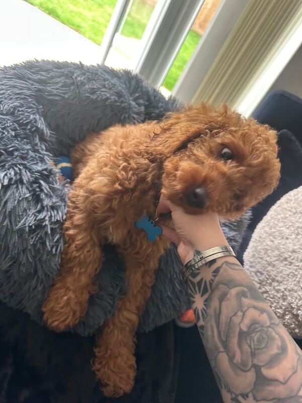 Cockapoo 3 and a half months boy - Image 3 of 3