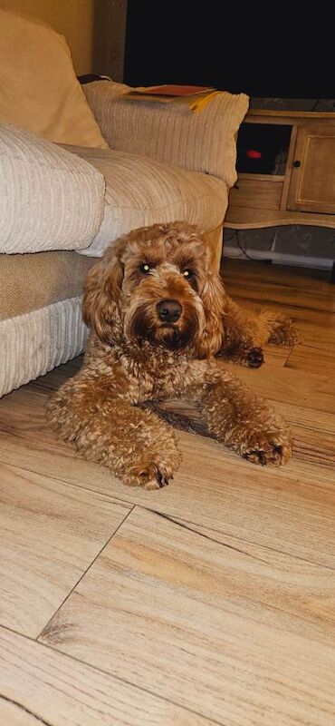 Cockapoo 3yr old