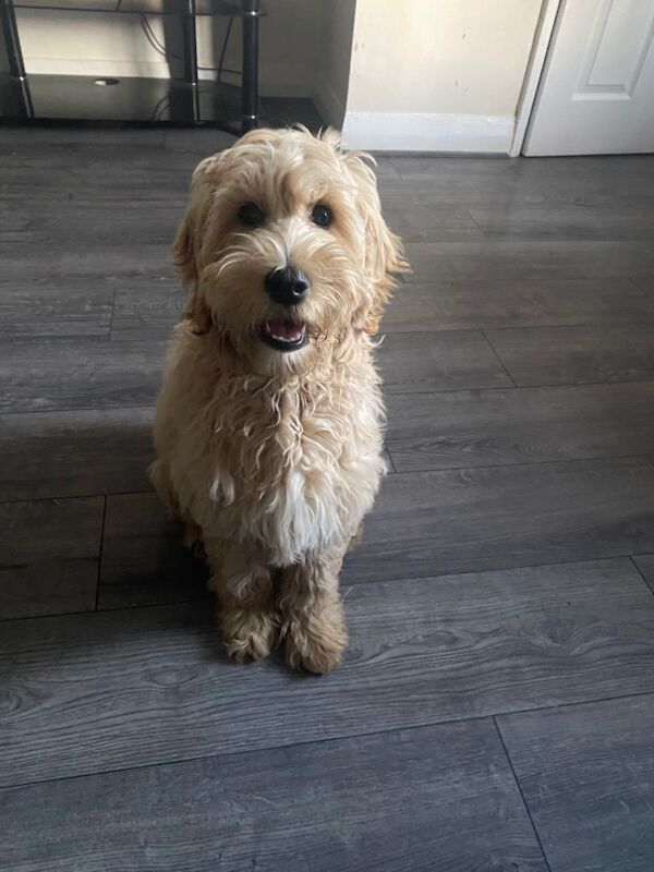 Cockapoo 5 month female for sale in Greater Manchester