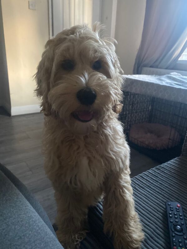 Cockapoo 5 month female for sale in Greater Manchester - Image 2