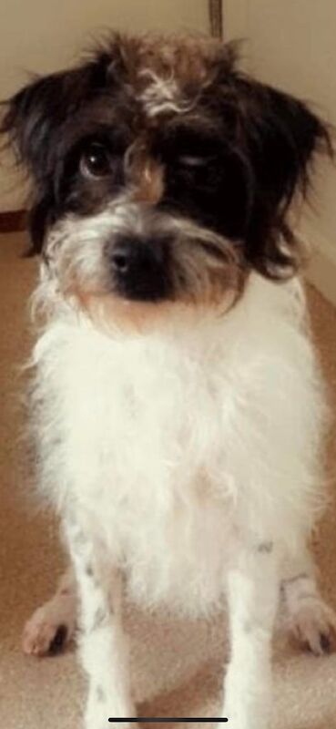 Cockapoo puppies for sale in Hailsham, East Sussex – 1 year old - Image 3 of 3