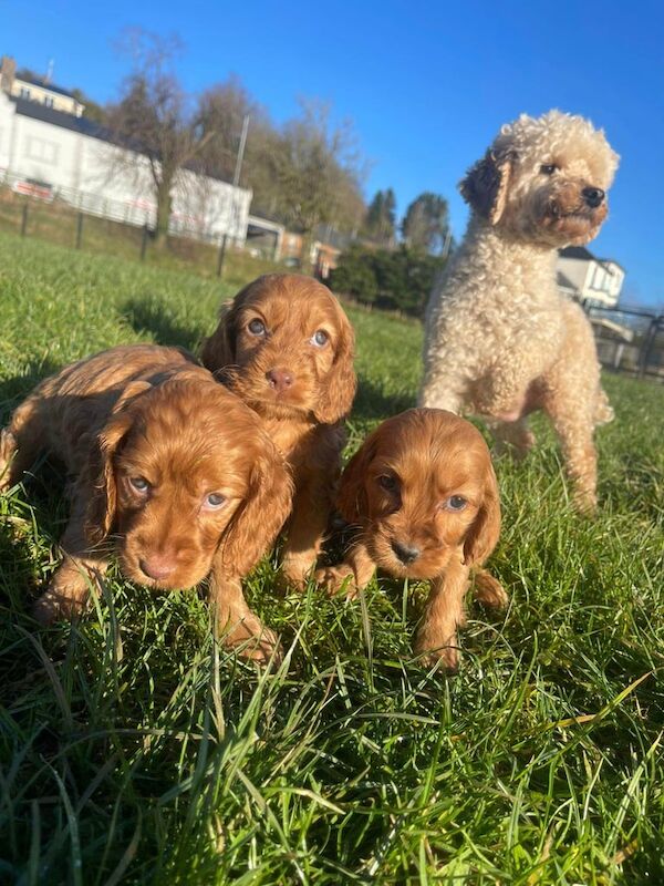 Cockapoo puppies for sale in Omagh, County Tyrone – 1 year old - Image 2 of 3