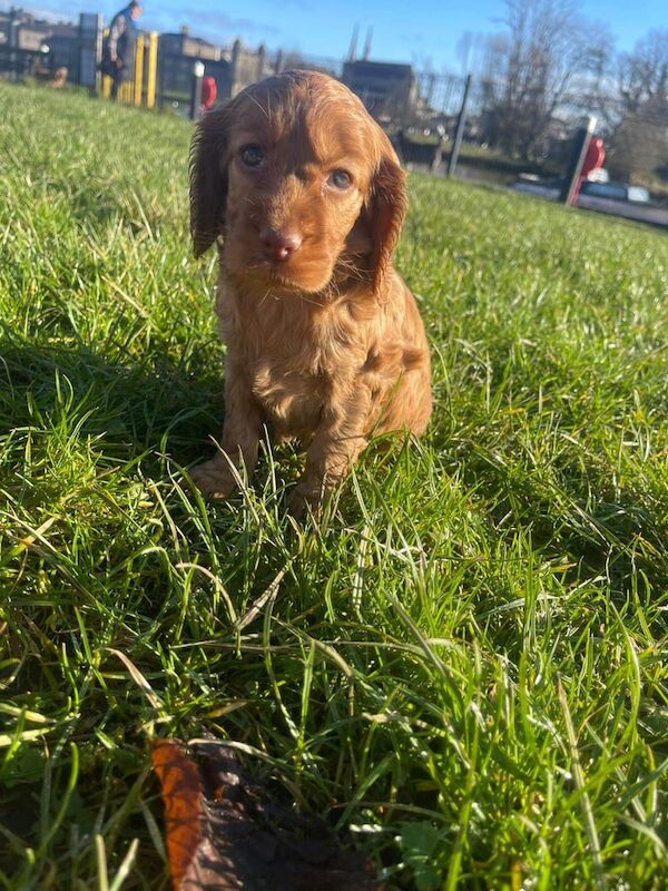 Cockapoo puppies for sale in Omagh, County Tyrone – 1 year old - Image 3 of 3