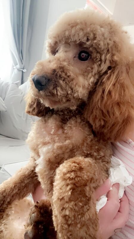 Cockapoo - Image 2 of 2