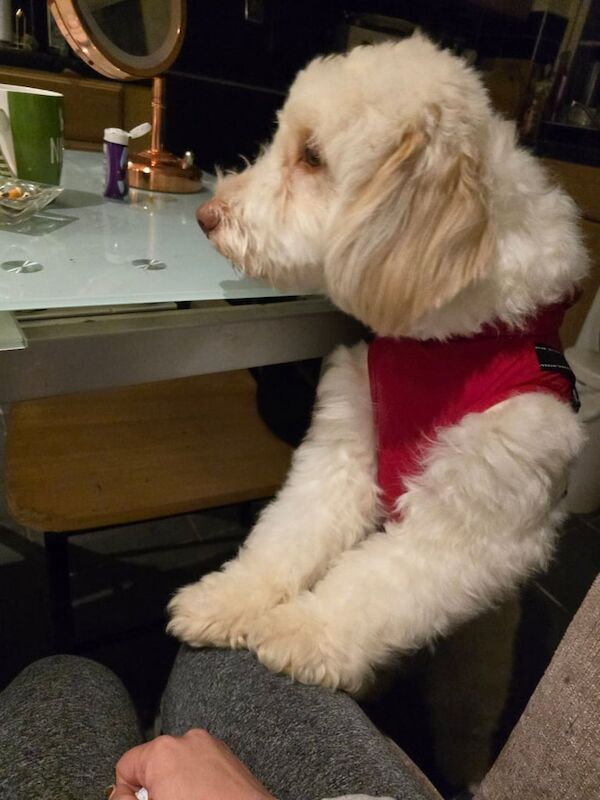 Cockapoo puppies for sale in Norwich, Norfolk – 1 year old - Image 2 of 3