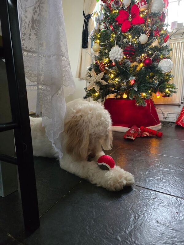 Cockapoo puppies for sale in Norwich, Norfolk – 1 year old - Image 3 of 3