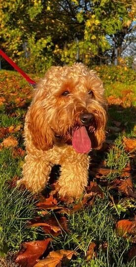Cockapoo puppies for sale in Omagh, County Tyrone – 10 months old - Image 2 of 2