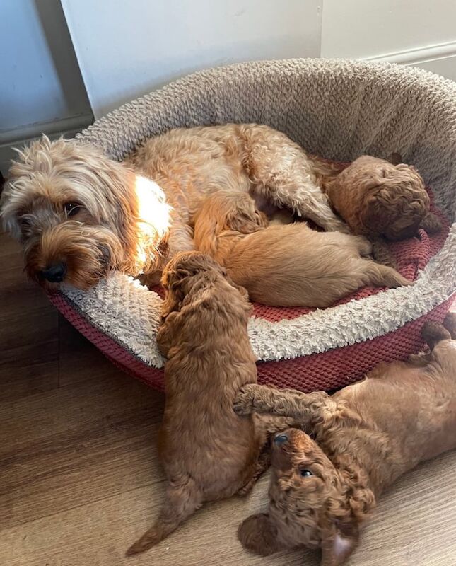 Cockapoo puppies for sale in Londonderry, County Londonderry – 1 year old - Image 2 of 2