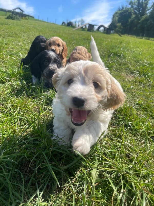 Cockapoo for sale in Lisburn, County Down