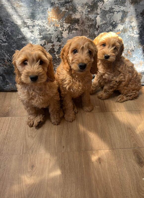 Cockapoo for sale in Barking, Greater London
