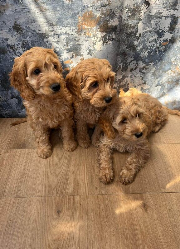 Cockapoo for sale in Barking, Greater London | Image 2