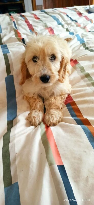 Cockapoo for sale in Crossmaglen, County Armagh