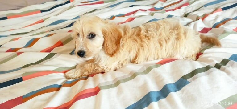 Cockapoo for sale in Crossmaglen, County Armagh | Image 2