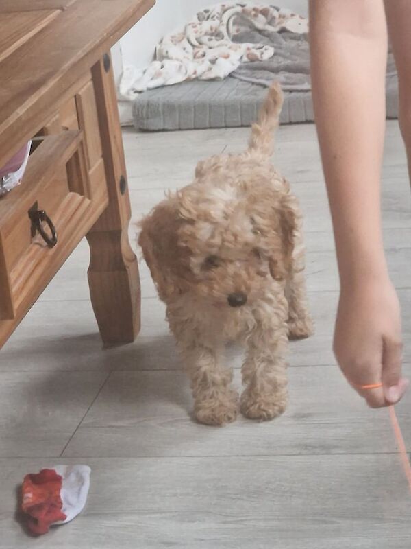 Cockapoo for sale in Port Talbot, West Glamorgan