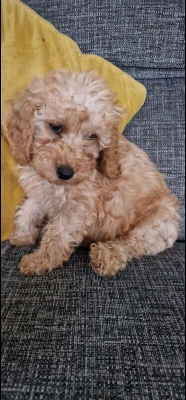 Cockapoo for sale in Port Talbot, West Glamorgan - Image 2
