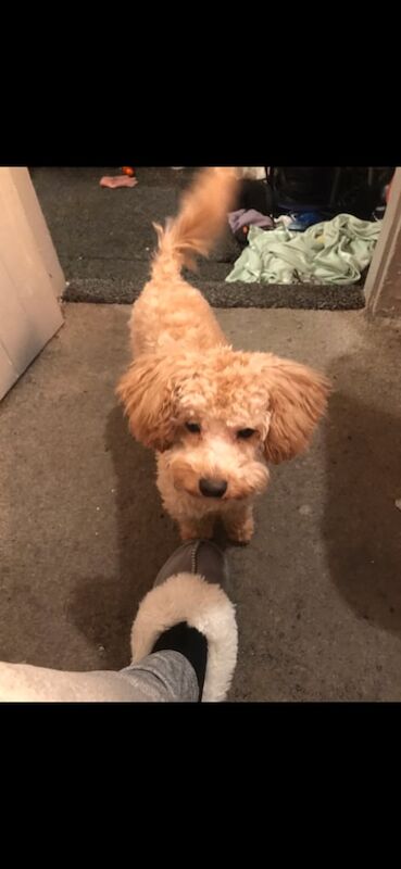 Cockapoo puppies for sale in Sunderland, Tyne and Wear – 11 months old - Image 2 of 2